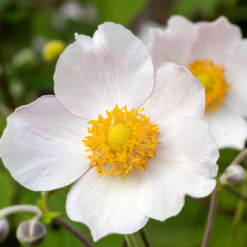 Anémone japonaise Regal Swan (Floraison)