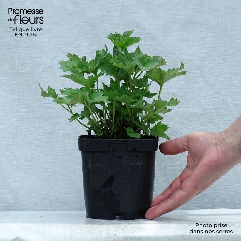 Spécimen de Anémone japonaise Reine Charlotte Pot de 2L/3L tel que livré en été