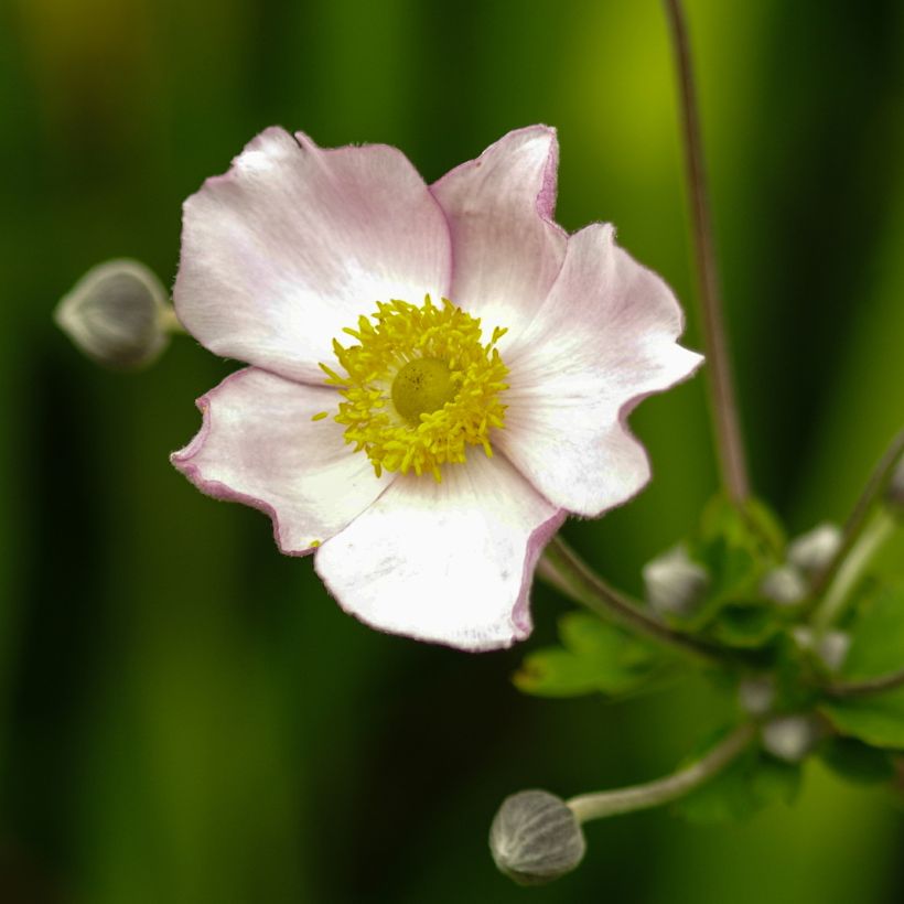 Anémone du Japon Robustissima - Anemone tomentosa (Floraison)