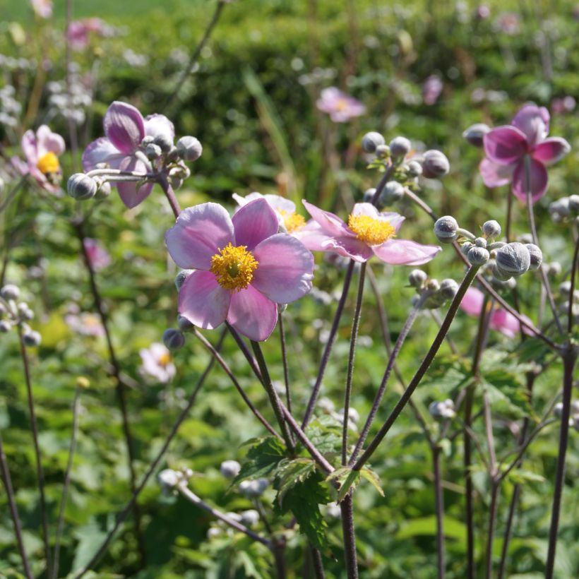 Anémone du Japon Robustissima - Anemone tomentosa (Port)