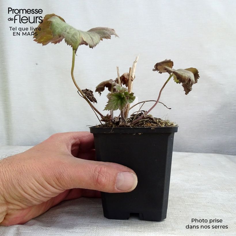 Spécimen de Anémone japonaise Rosenschale Godet de 9cm tel que livré au printemps