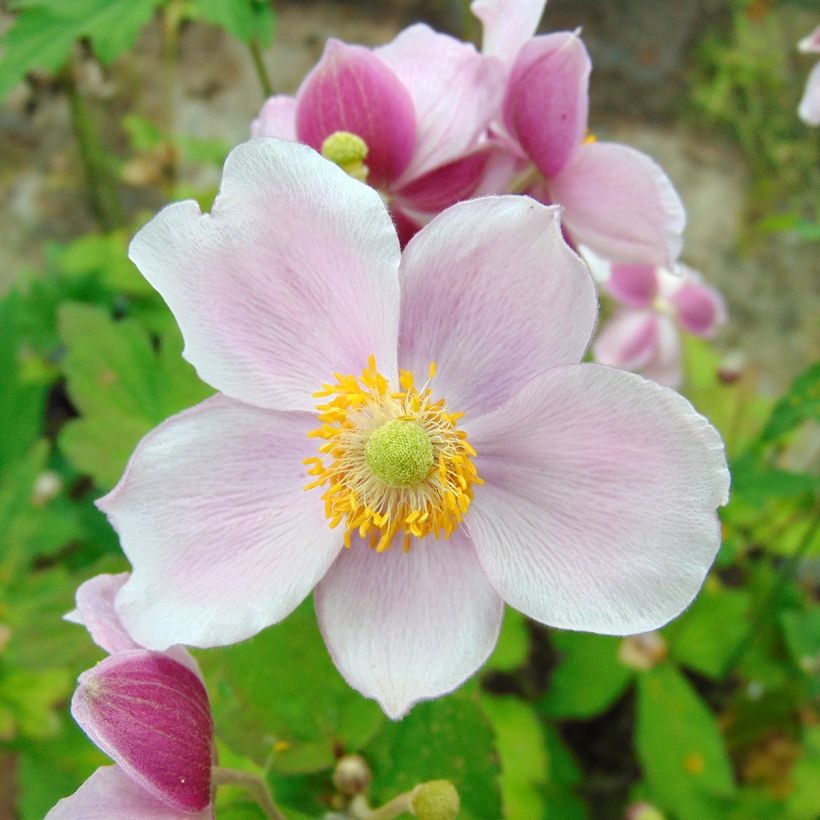 Anémone japonaise September Charm - Anemone hupehensis (Floraison)