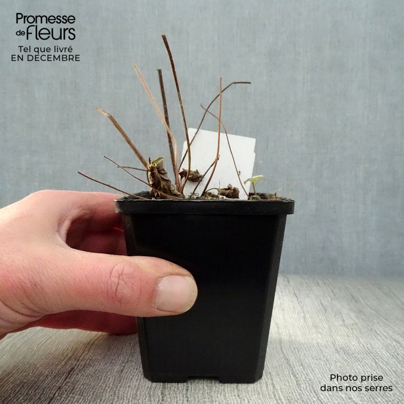 Spécimen de Anémone japonaise September Charm - Anemone hupehensis tel que livré en hiver