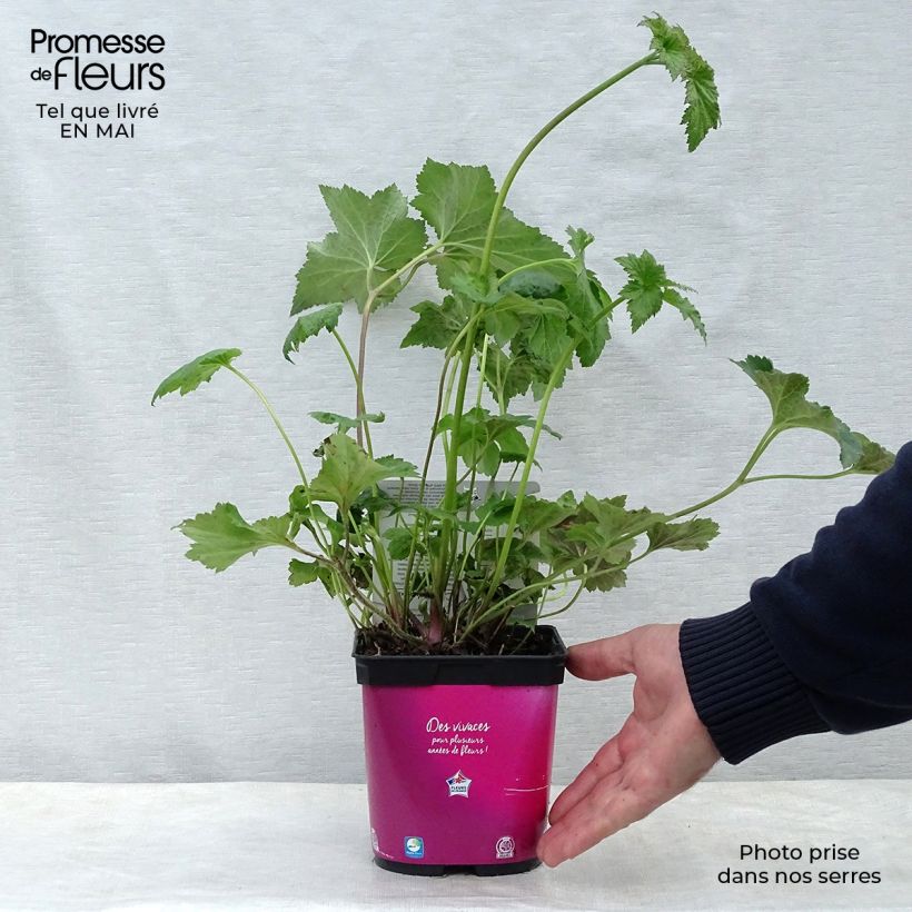 Spécimen de Anémone japonaise September Charm - Anemone hupehensis en pot de 2/3 litres tel que livré au printemps