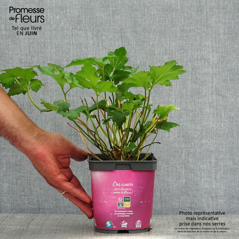 Spécimen de Anémone japonaise September Charm - Anemone hupehensis Pot de 2L/3L tel que livré en été