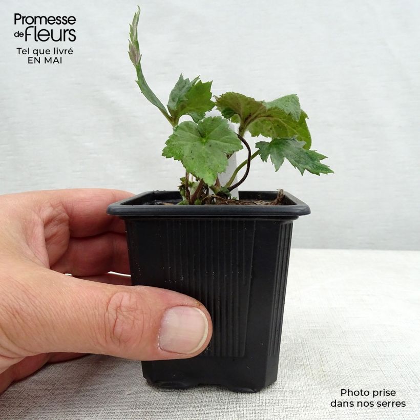 Spécimen de Anémone japonaise September Charm - Anemone hupehensis en godet de 9 cm tel que livré au printemps