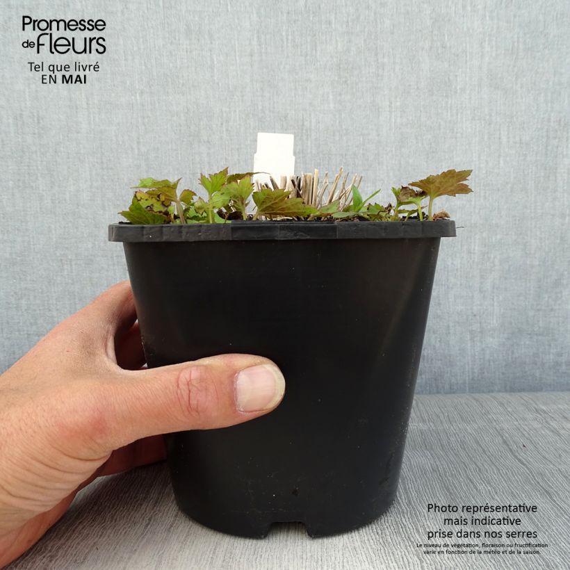 Spécimen de Anémone japonaise Splendens - Anemone hupehensis var.japonica - Pot de 2L/3L tel que livré au printemps