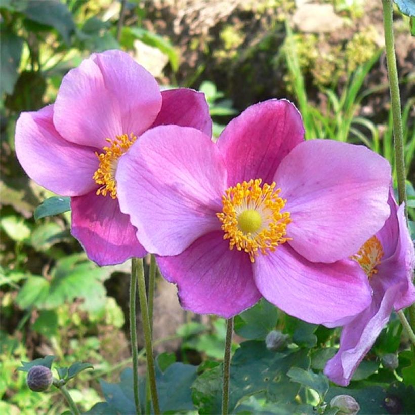 Anémone japonaise Splendens - Anemone hupehensis var.japonica (Floraison)