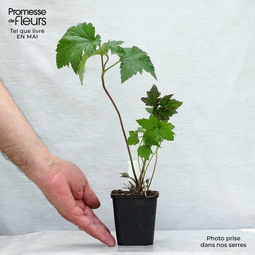 Spécimen de Anémone japonaise tomentosa Serenade Godet de 9cm tel que livré au printemps