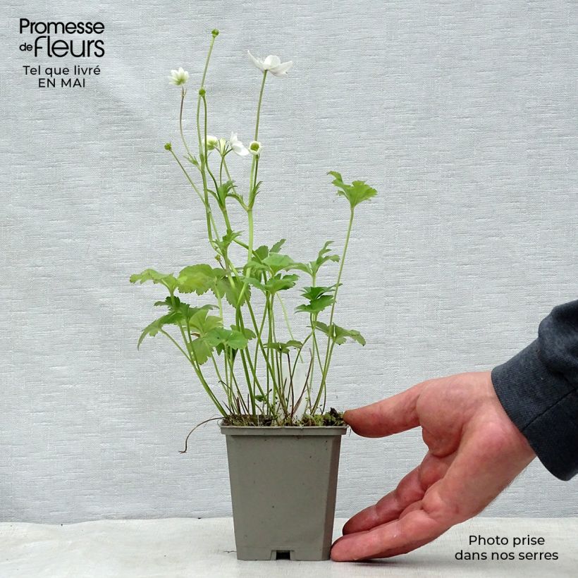 Spécimen de Anemone leveillei Godet de 9cm tel que livré au printemps