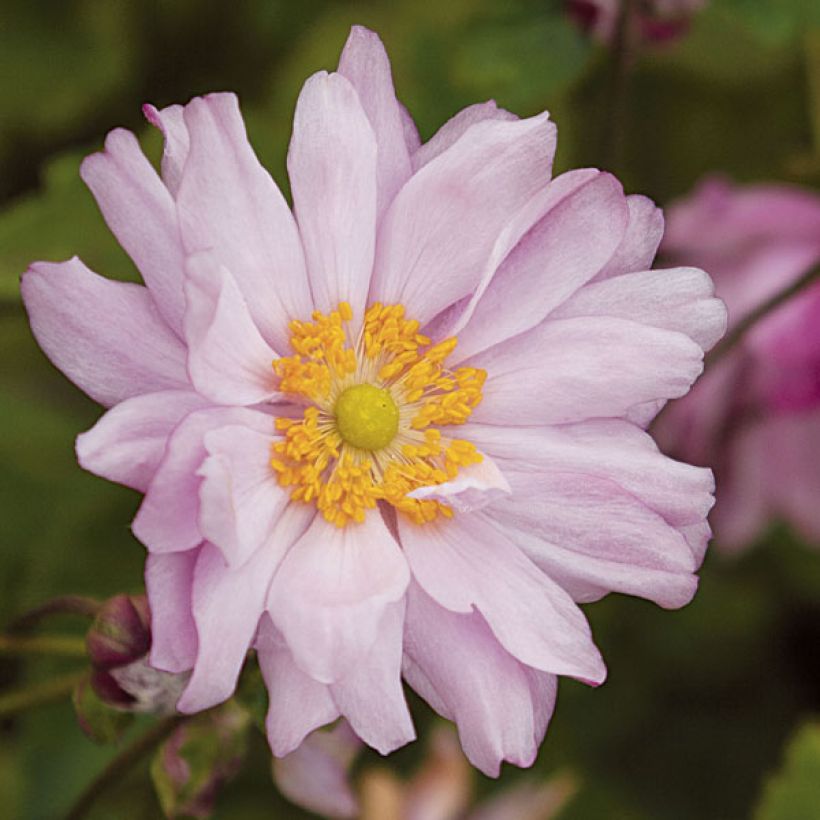 Anémone japonaise Mont Rose (Floraison)