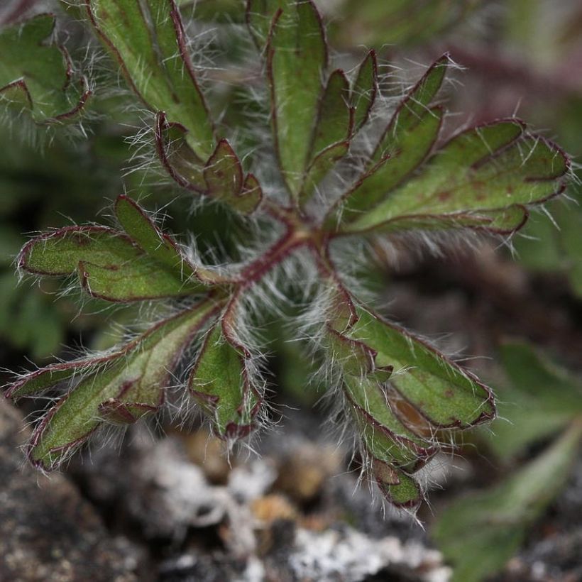 Anemone multifida Rosea - Anémone multifide (Feuillage)