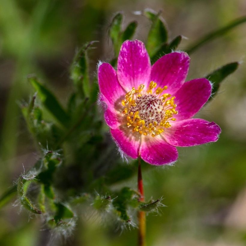 Anemone multifida Rosea - Anémone multifide (Floraison)