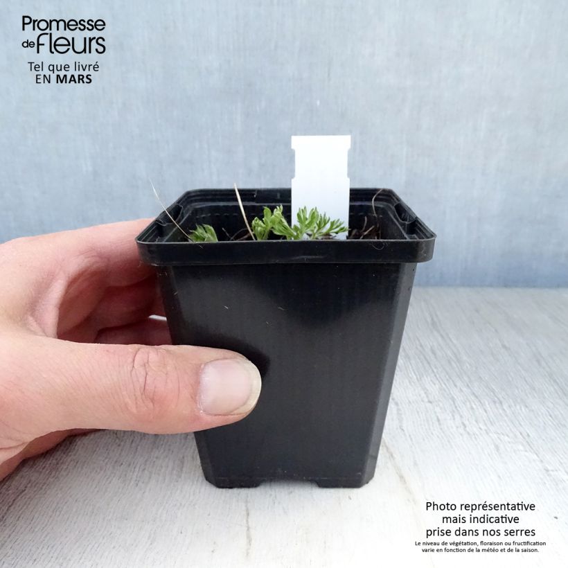 Spécimen de Anemone multifida Rosea - Anémone multifide Godet de 9cm tel que livré au printemps