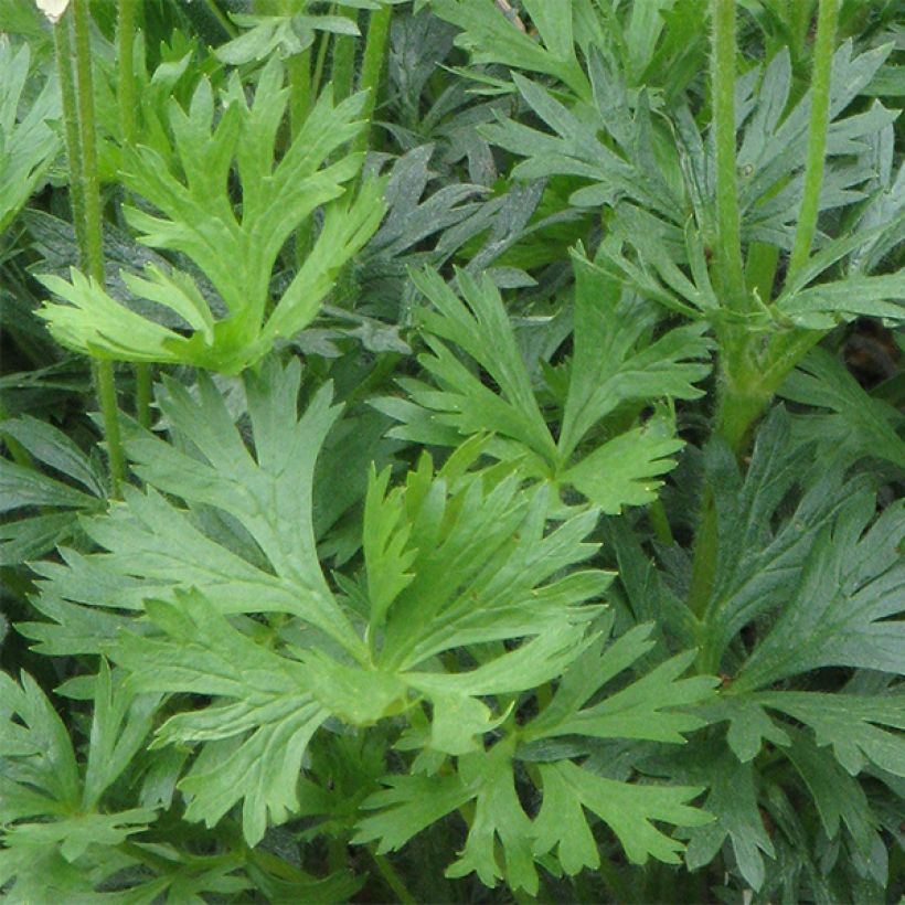 Anemone multifida Rubra - Anémone multifide (Feuillage)