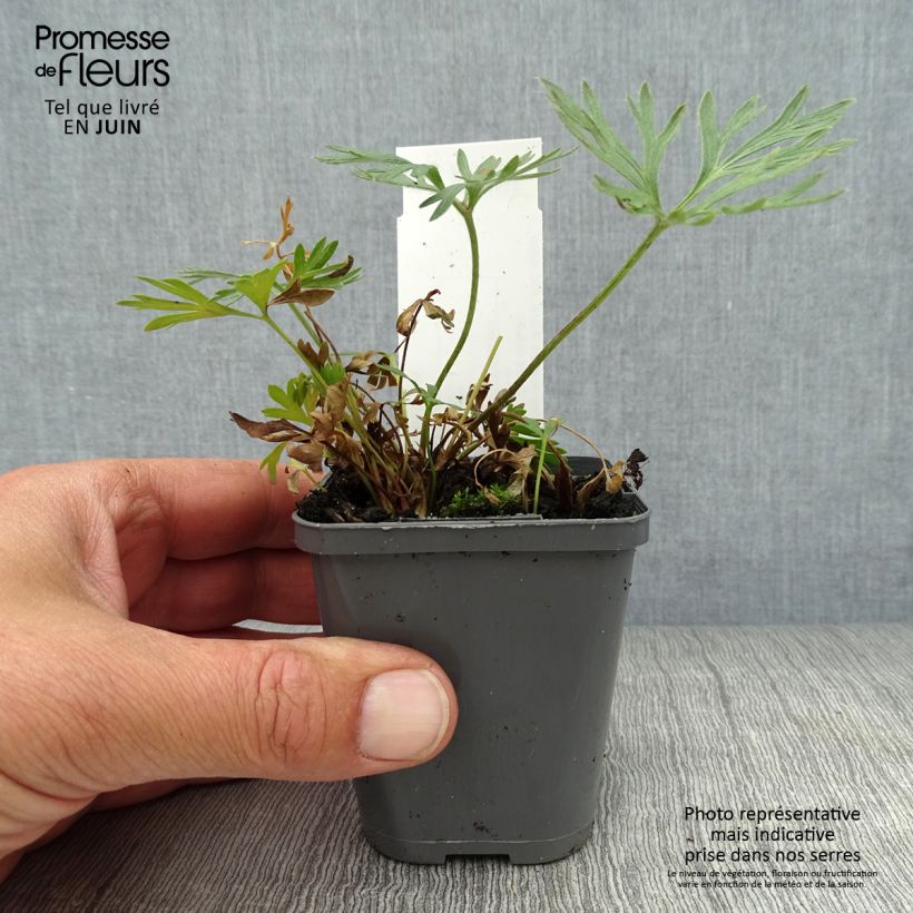 Spécimen de Anemone multifida Rubra - Anémone multifide Godet de 8/9 cm tel que livré en été