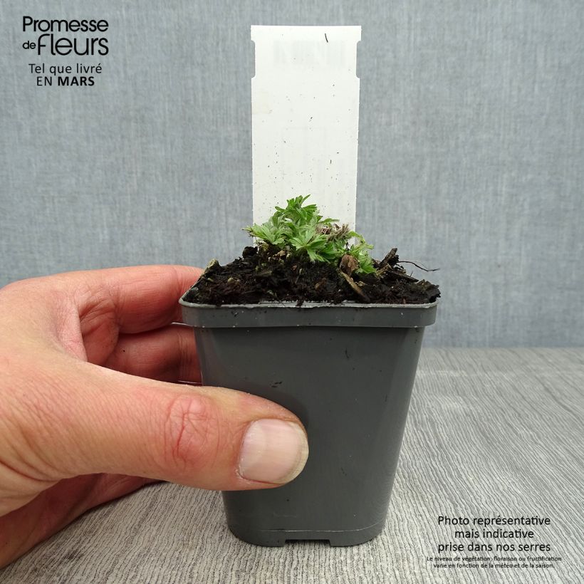Spécimen de Anemone multifida Rubra - Anémone multifide  Godet de 9cm tel que livré au printemps