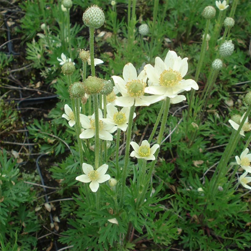 Anémone multifida Major - Anémone multifide (Floraison)