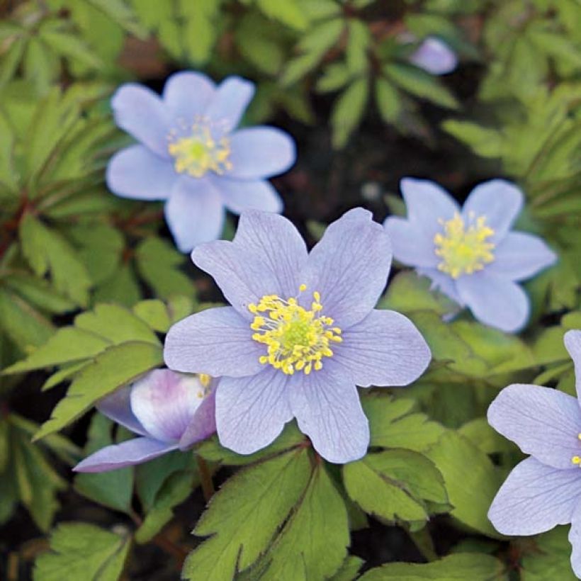 Anemone nemorosa Robinsoniana - Anémone des bois (Floraison)