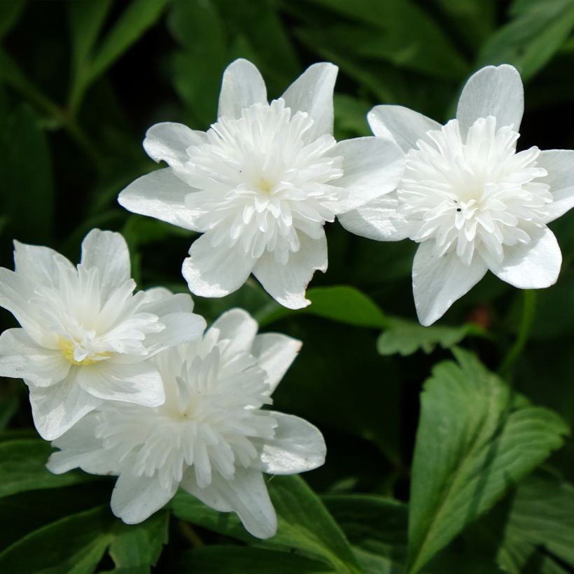 Anémone nemorosa Vestal - Anémone des bois (Floraison)