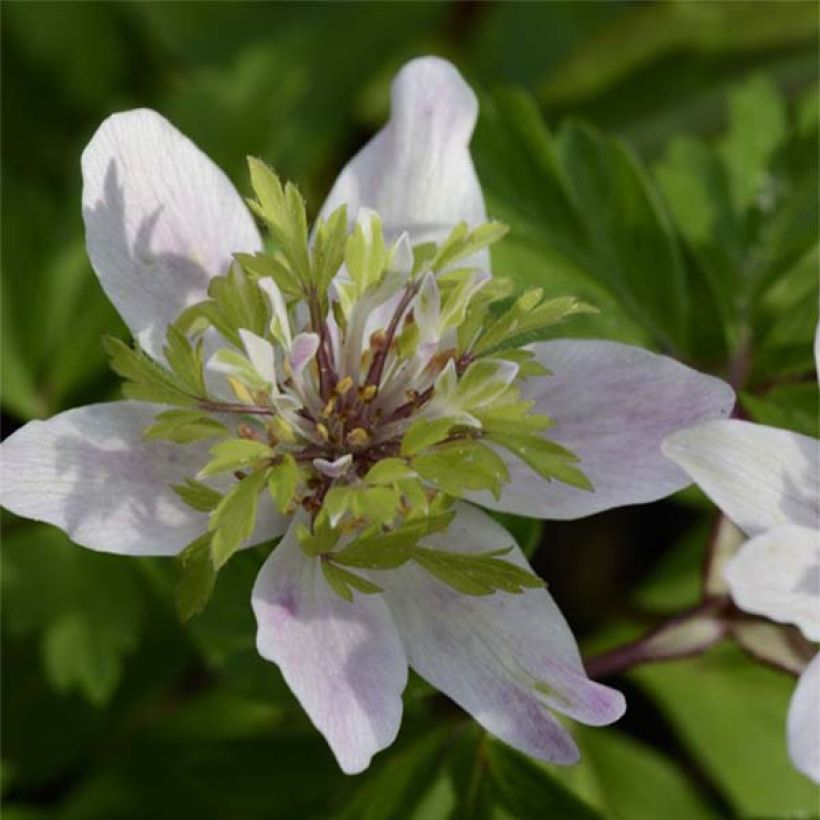 Anemone nemorosa Green Fingers - Anémone des bois (Floraison)