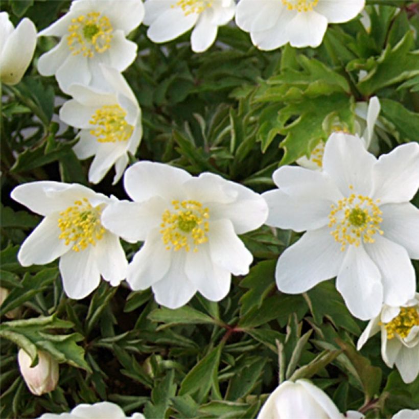 Anemone nemorosa Leeds' Variety - Anémone des bois (Floraison)