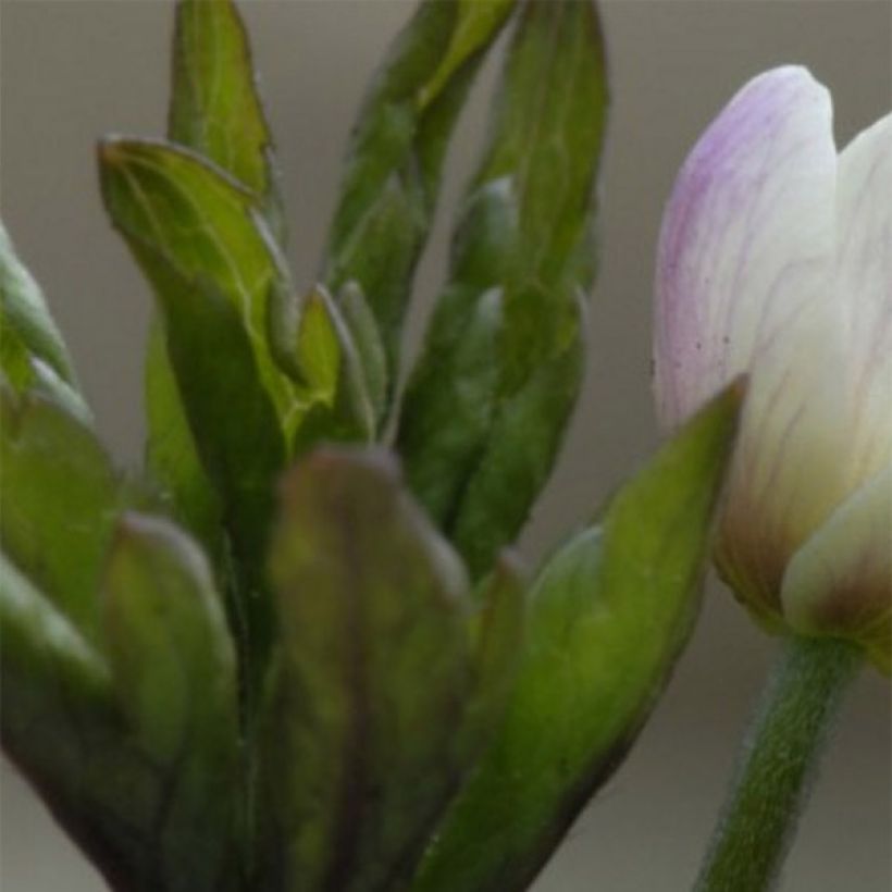 Anemone nemorosa Lucia - Anémone des bois (Feuillage)