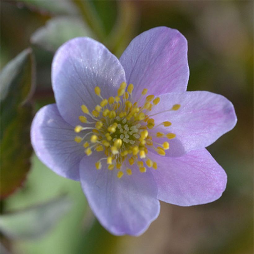 Anemone nemorosa Lucia - Anémone des bois (Floraison)