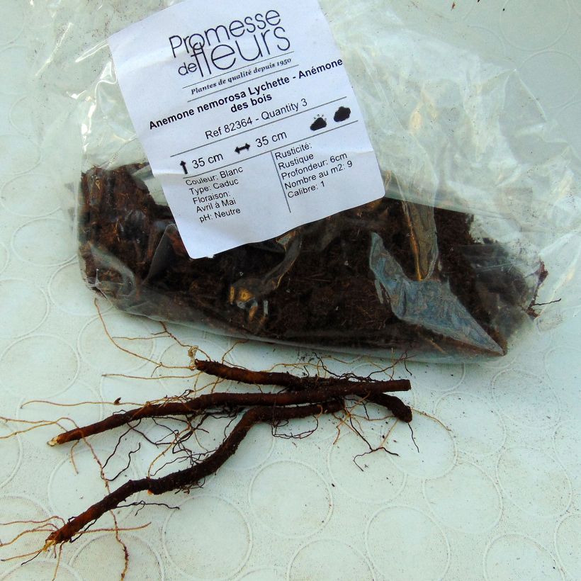 Exemple de spécimen de Anemone nemorosa Lychette - Anémone des bois tel que livré