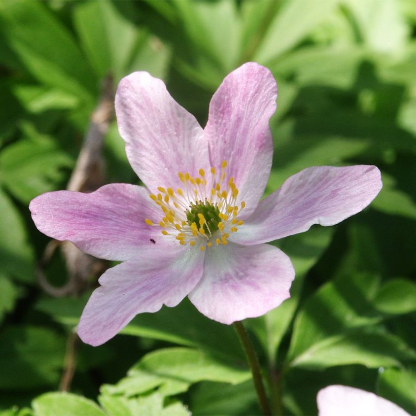 Anemone nemorosa Marie-Rose - Anémone des bois (Floraison)