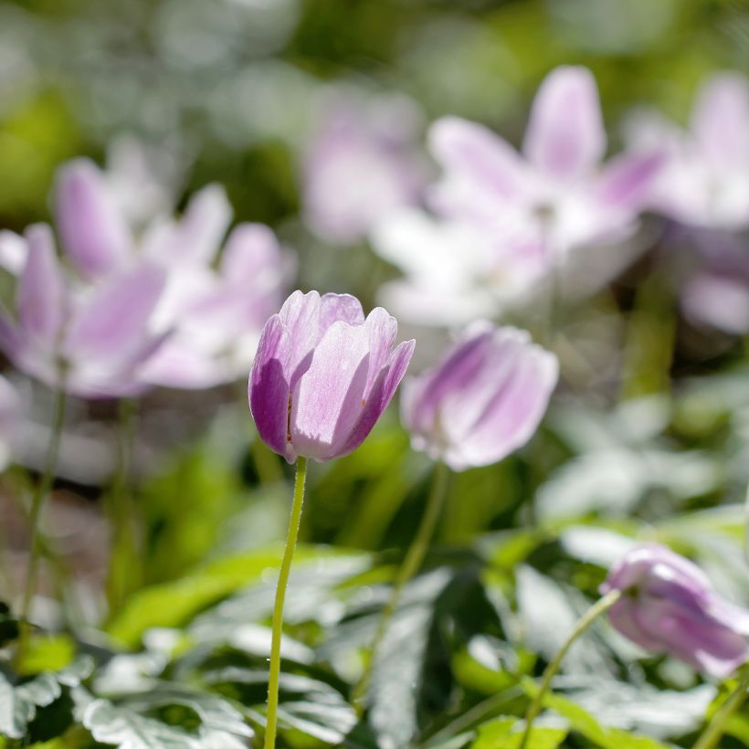 Anemone nemorosa Marie-Rose - Anémone des bois (Port)