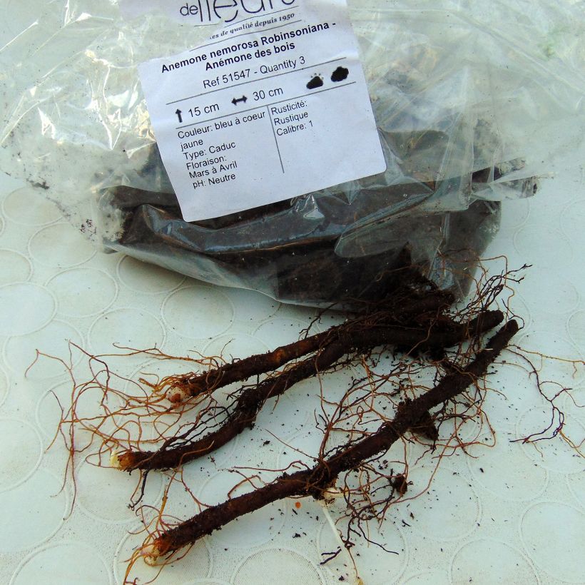 Exemple de spécimen de Anemone nemorosa Robinsoniana - Anémone des bois tel que livré
