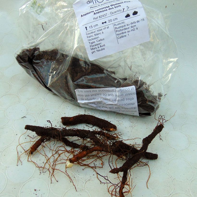 Exemple de spécimen de Anemone nemorosa Westwell Pink - Anémone des bois tel que livré