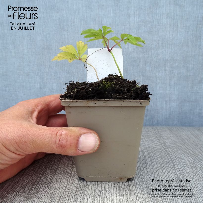 Spécimen de Anemone nemorosa - Anémone des bois Godet de 8/9 cm tel que livré en été