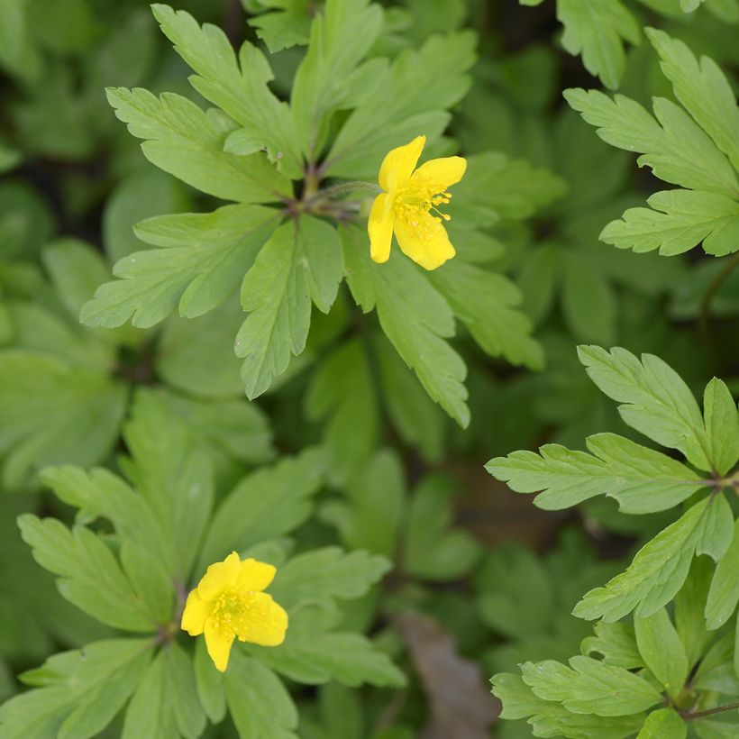 Anemone ranunculoides - Anémone fausse renoncule (Feuillage)