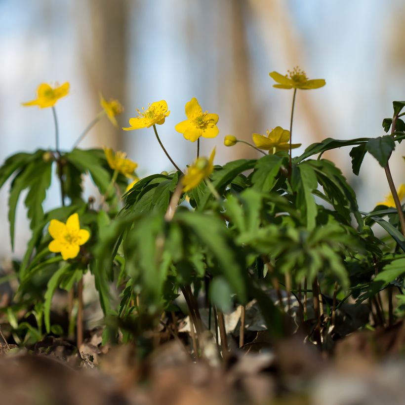 Anemone ranunculoides - Anémone fausse renoncule (Port)