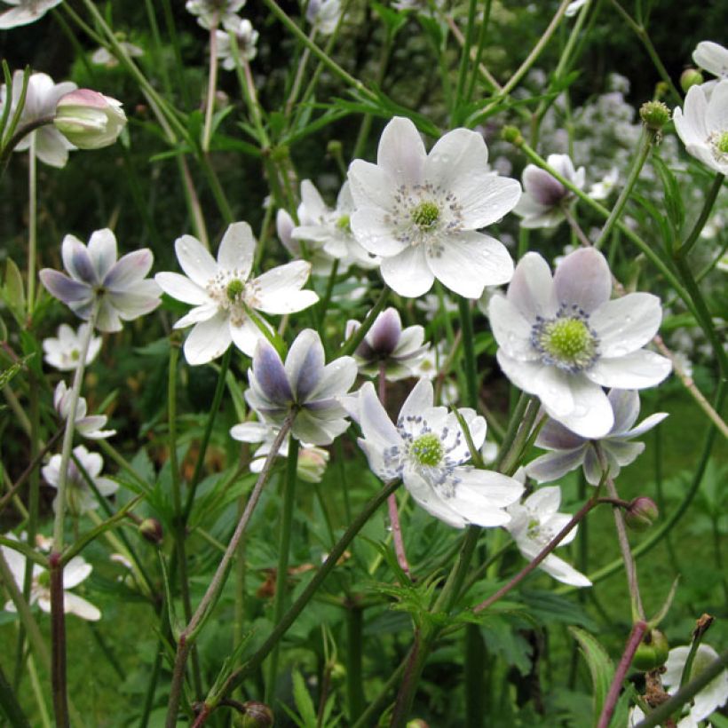 Anémone des rives - Anemone rivularis (Port)