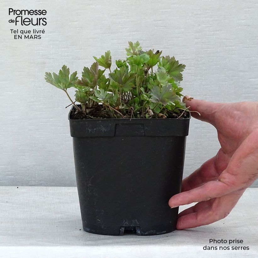 Spécimen de Anémone sauvage - Anemone sylvestris en pot de 2L/3L tel que livré au printemps