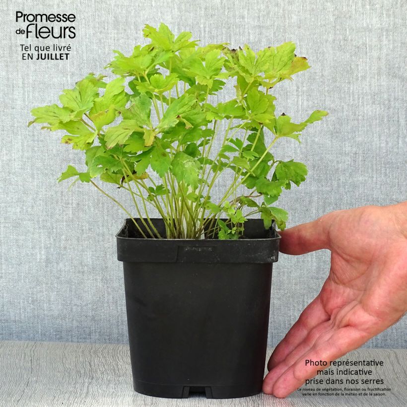 Spécimen de Anémone sauvage - Anemone sylvestris Pot de 2L/3L tel que livré en été