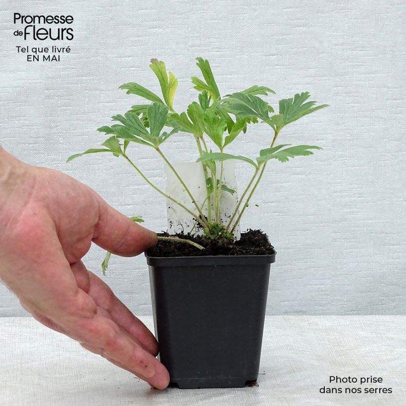 Spécimen de Anémone sauvage - Anemone sylvestris en godet de 9 cm Godet de 9cm tel que livré au printemps