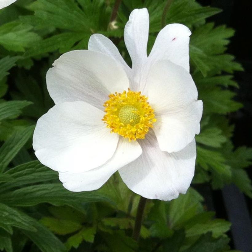 Anémone sauvage - Anemone sylvestris (Floraison)