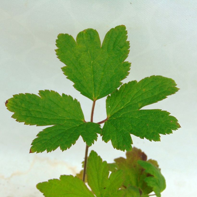 Anemone tomentosa Albadura (Feuillage)