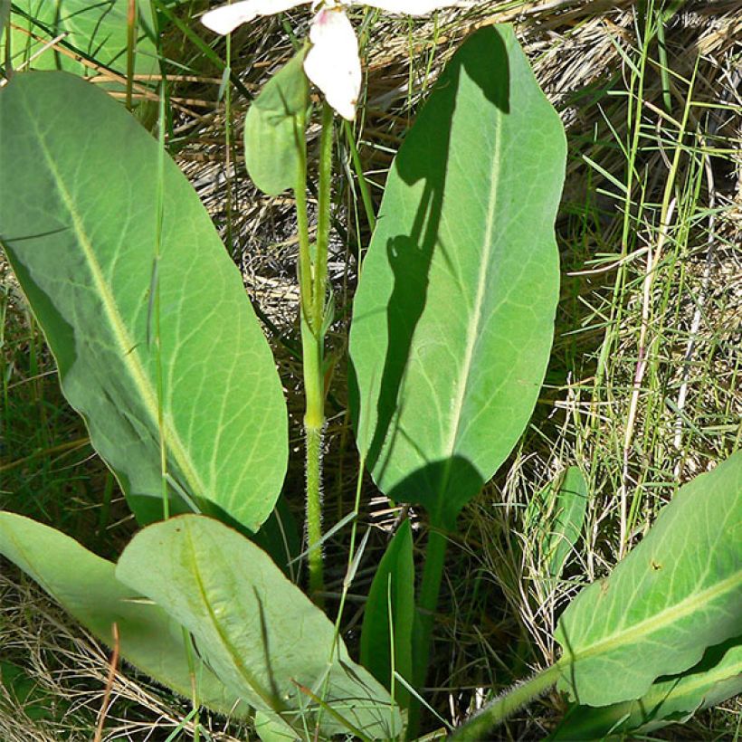 Anemopsis californica - Anémopsis de Californie (Feuillage)