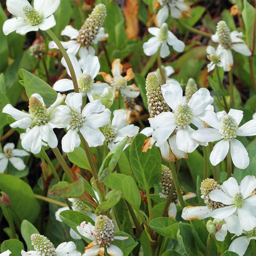 Anemopsis californica - Anémopsis de Californie (Floraison)