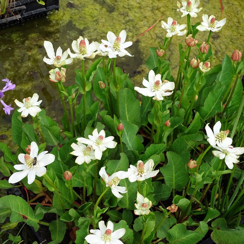 Anemopsis californica - Anémopsis de Californie (Port)