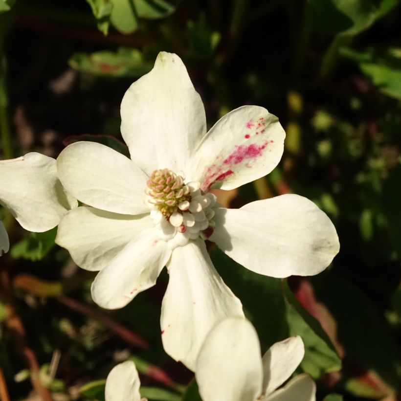 Anemopsis californica - Anémopsis de Californie (Floraison)