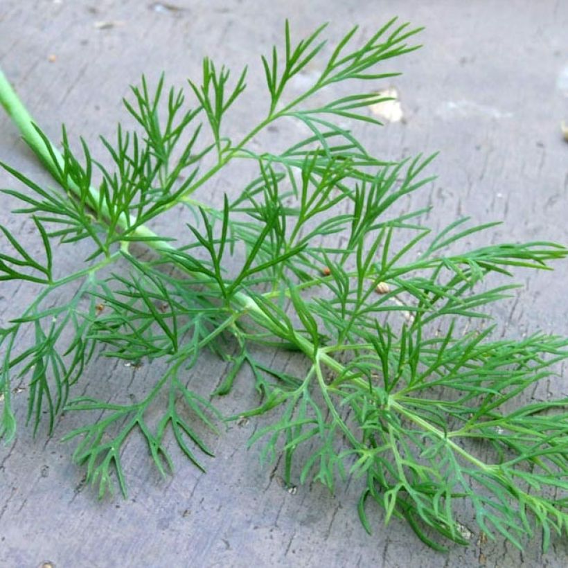 Aneth Bio - Anethum graveolens en plants (Feuillage)