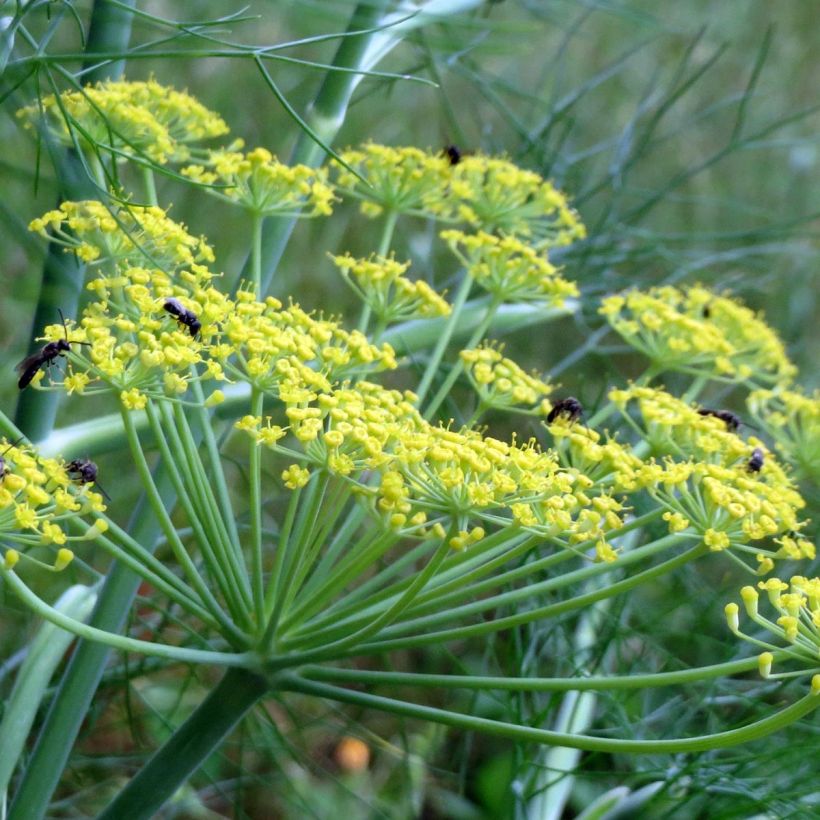 Aneth Bio - Anethum graveolens en plants (Floraison)