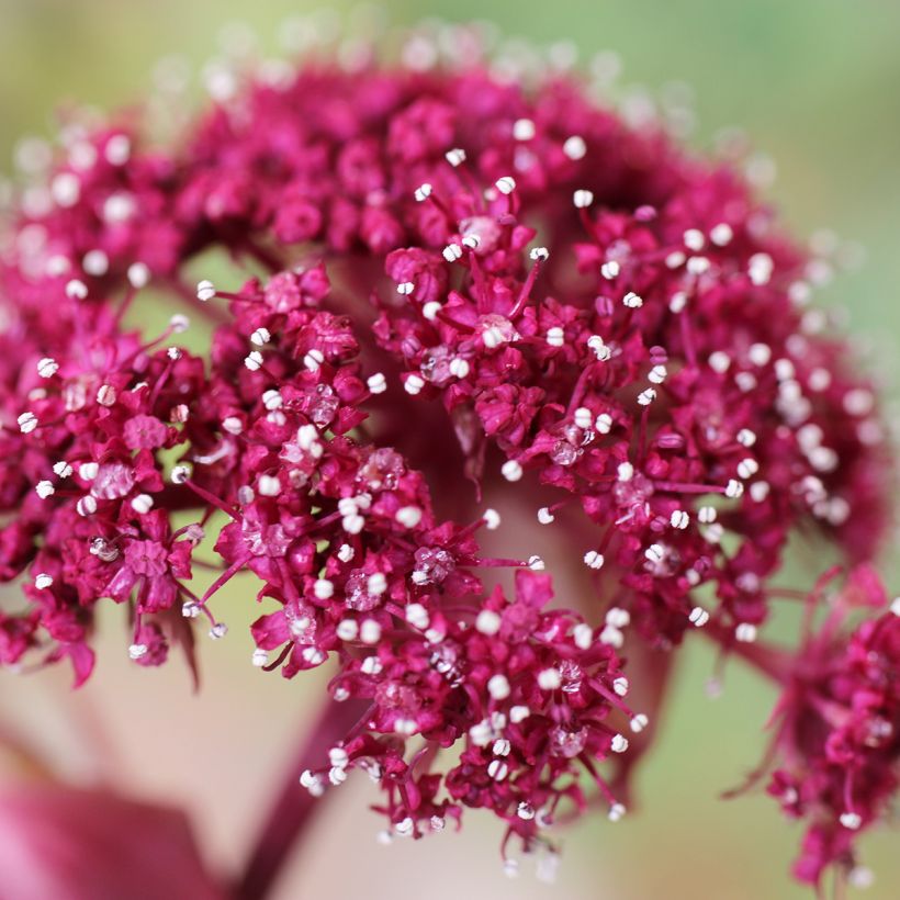 Angelica gigas - Angélique rouge (Floraison)