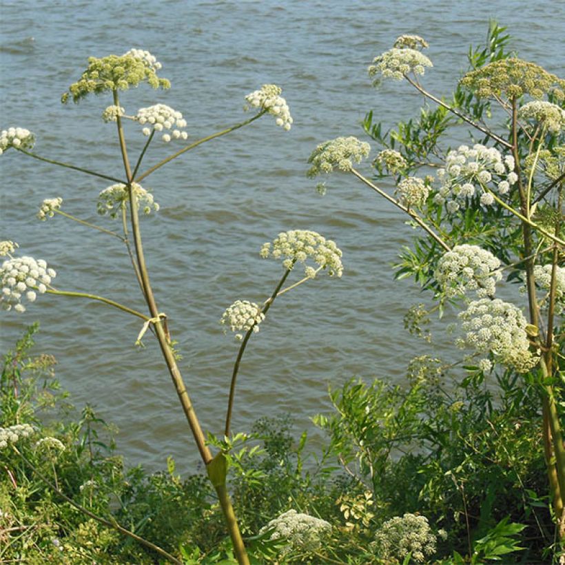 Angélique, Angelica heterocarpa (Floraison)